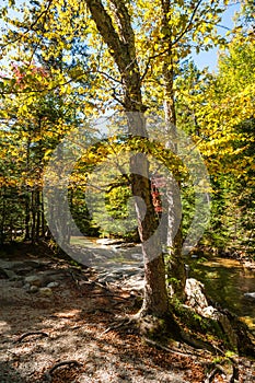 Forest tree by a small stream