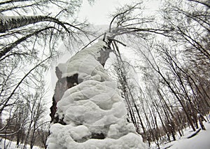 A tree in the snow is a bottom view