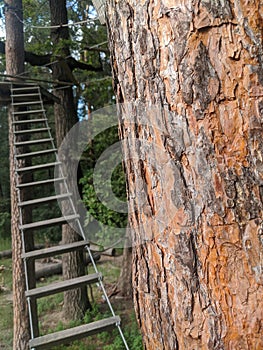 Forest tree bark with rope ladder on the background