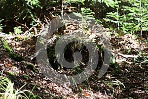 Forest tree stump with fallen leaves and plants