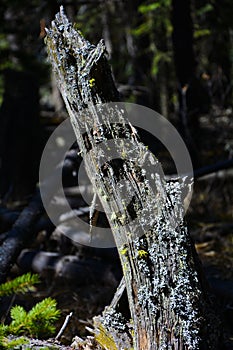 Forest tree stumps