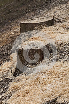 Forest tree stumps and sawdust