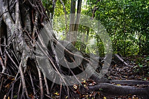 Forest tree trunk with messy roots on wet ground after rain, monsoon jungle trail in tropical rainforest nature background