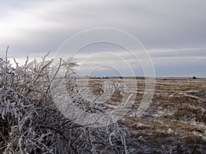 Forest tree winter herb branches frost