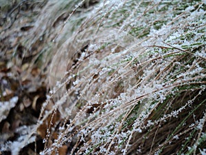 Forest tree winter herb branches frost grass