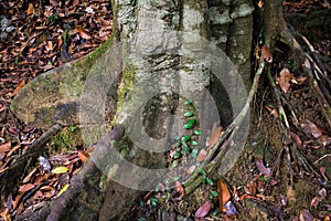 Forest tree wood green nature