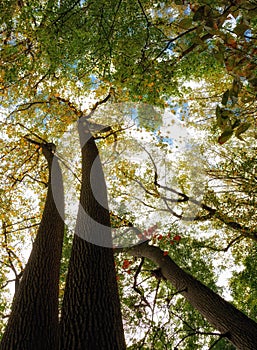 Forest and Trees