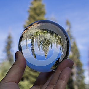 Forest of Trees against Blue Sky Captured in Glass Globe Held in