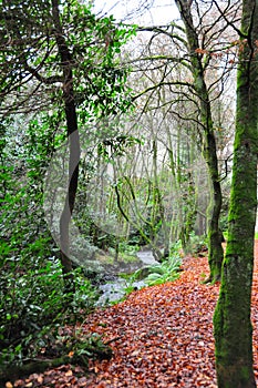 Forest Trees along a riverbank