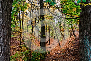 Forest with Trees in Autumn