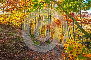 Forest with trees in autumn illuminated by sunlight