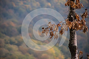 Forest trees in Autumn. Scenery with rays of warm light . Azerbaijan