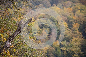 Forest trees in Autumn. Scenery with rays of warm light . Azerbaijan