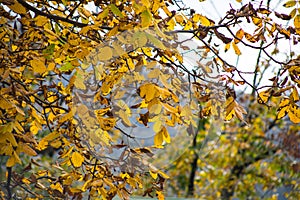 Forest trees in Autumn. Scenery with rays of warm light . Azerbaijan