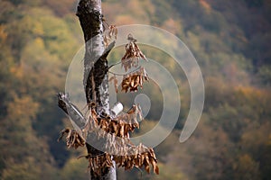 Forest trees in Autumn. Scenery with rays of warm light . Azerbaijan