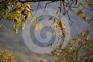 Forest trees in Autumn. Scenery with rays of warm light . Azerbaijan