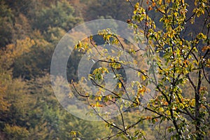 Forest trees in Autumn. Scenery with rays of warm light . Azerbaijan