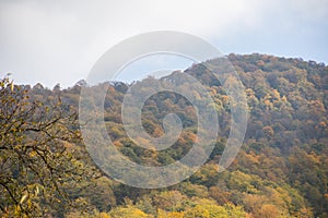 Forest trees in Autumn. Scenery with rays of warm light . Azerbaijan