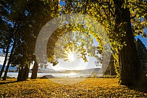 Forest trees backlit by golden sunlight near the lake