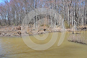 Forest with trees beavers chewed on and murky water