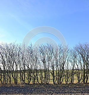 Forest, trees and blue sky with environment, countryside and climate with spring and sunshine. Growth, plants and woods