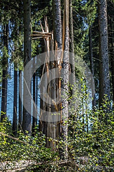 Forest with trees broken off