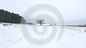 Forest trees christmas tree, snow frost cold landscape nature the winter