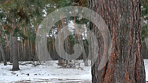 Forest trees christmas tree, snow frost cold landscape the winter nature