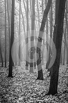 Forest trees in cold foggy day winter