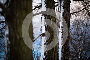 Forest trees covered with snow