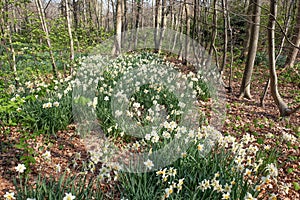 Forest with trees and daffodils flowering.