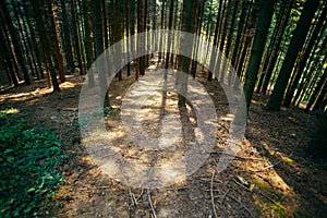 Forest trees in daylight