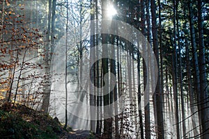 A forest with trees, fog and backlight