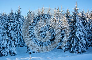 Forest trees with frozen snow