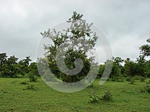 Forest with Trees and Green Grass Central India Indore Madhya Pradesh