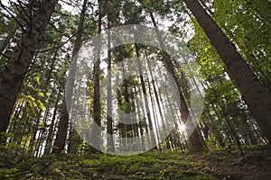 Forest trees growing in the valley