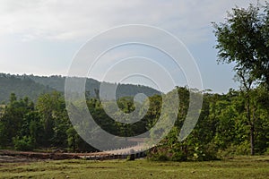 Forest Trees and Hill India