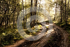 Forest of Trees illuminated by sun through fog, ferns covering the ground