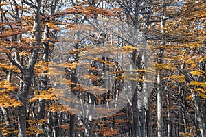 Forest trees landscape, ushuaia, argentina