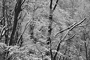 Forest trees without leaves, covered by snow