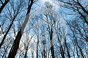Forest trees without leaves
