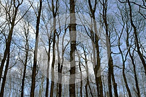 Forest trees without leaves