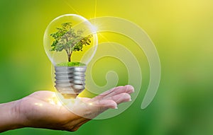 The forest and the trees are in the light. Concepts of environmental conservation and global warming plant growing inside lamp bul