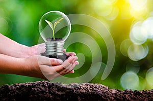 Foresta un alberi Sono la luce. termini da ecologico conservazione un a livello globale riscaldamento pianta crescente dentro lampada 