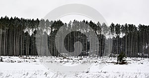 Trees in a row lined up in winter snow