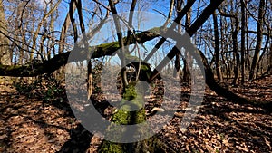 Forest with Trees and Moss