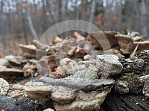 Forest, trees. Mushrooms on old stump, close-up. Autumn nature.