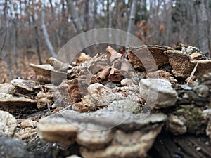 Forest, trees. Mushrooms on old stump, close-up. Autumn nature.