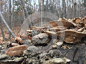 Forest, trees. Mushrooms on old stump, close-up. Autumn nature.