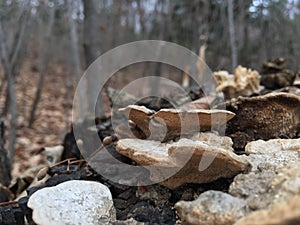 Forest, trees. Mushrooms on old stump, close-up. Autumn nature.